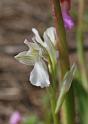 orchis  papilionacea albina